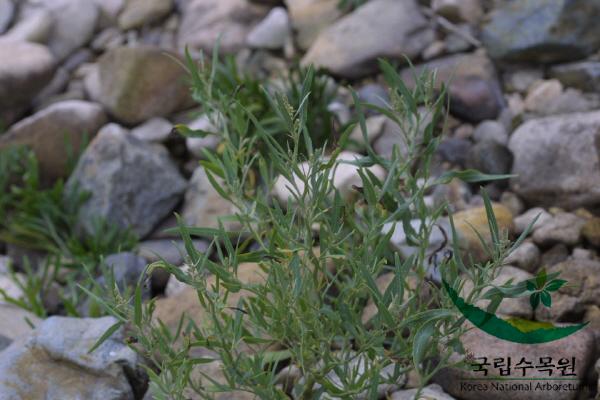 가는갯능쟁이 이미지