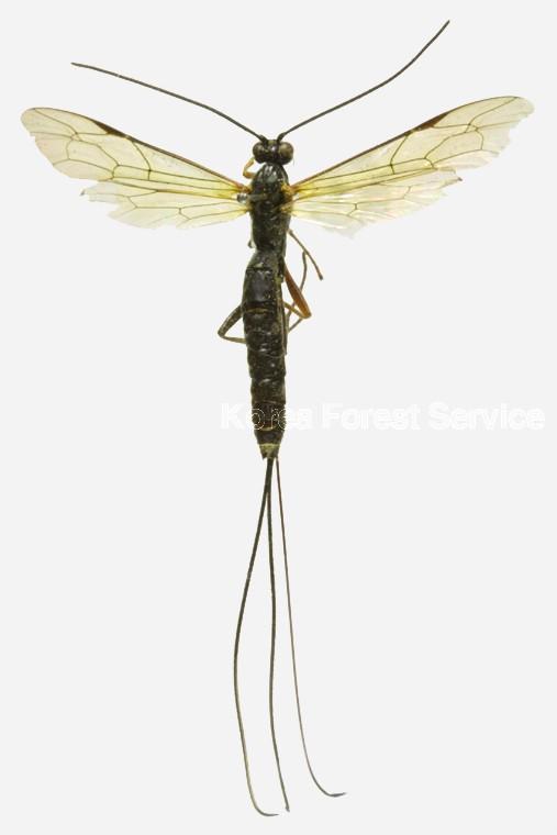 혹마디꼬리납작맵시벌 이미지