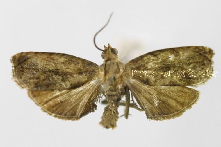 홀로애기잎말이나방 이미지