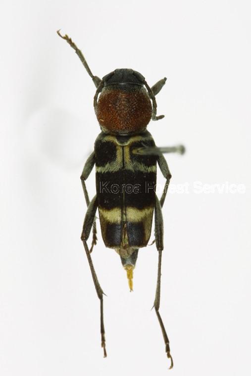 홍가슴호랑하늘소 이미지