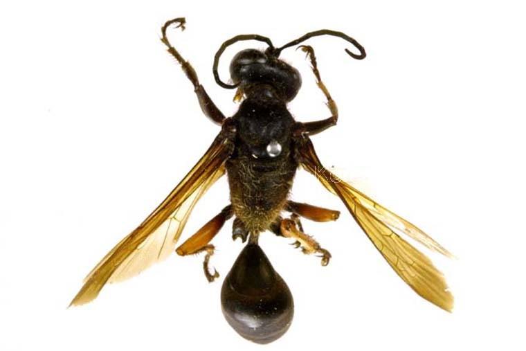 홍다리조롱박벌 이미지