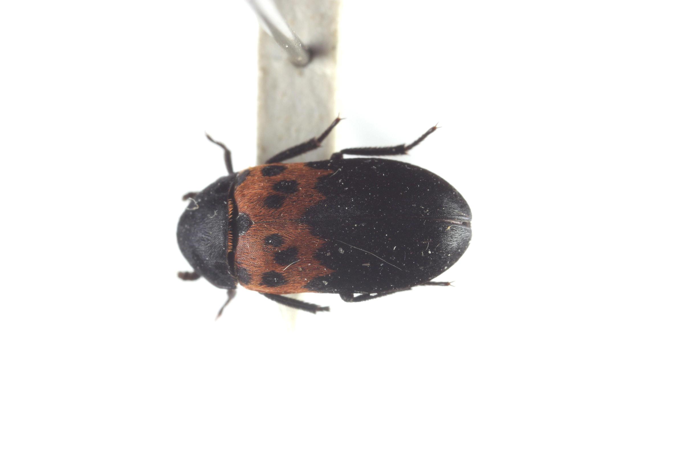 홍띠수시렁이 이미지