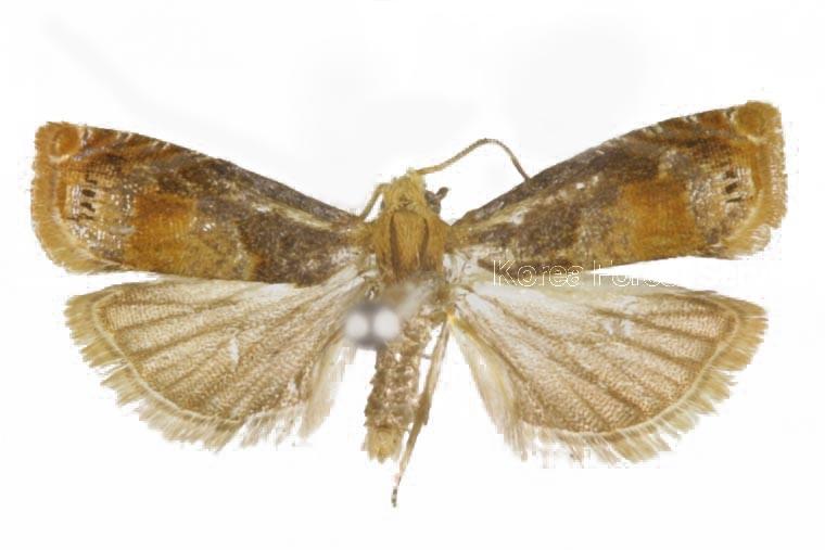 홍점애기잎말이나방 이미지