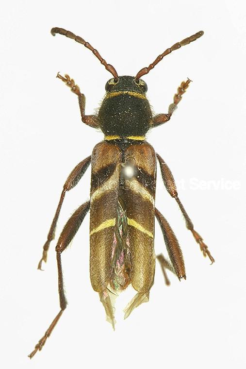 홍호랑하늘소 이미지