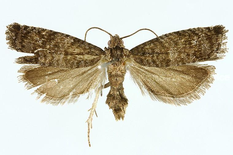 황철애기잎말이나방 이미지