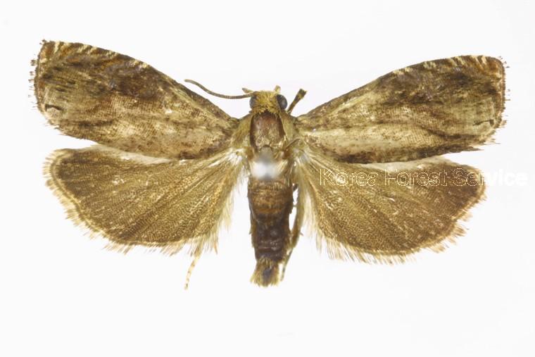 흑산도애기잎말이나방 이미지