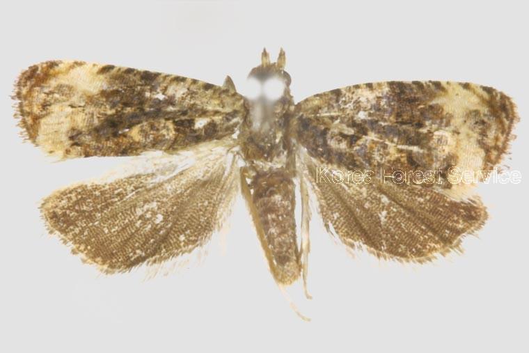 흰끝애기잎말이나방 이미지