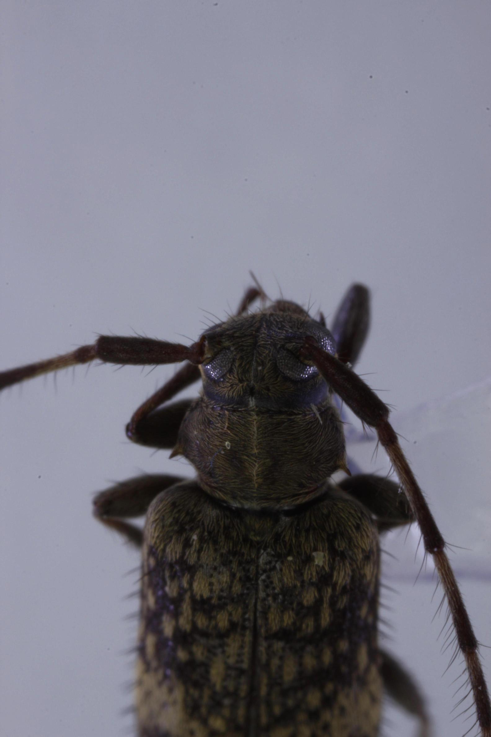 흰띠곰보하늘소 이미지