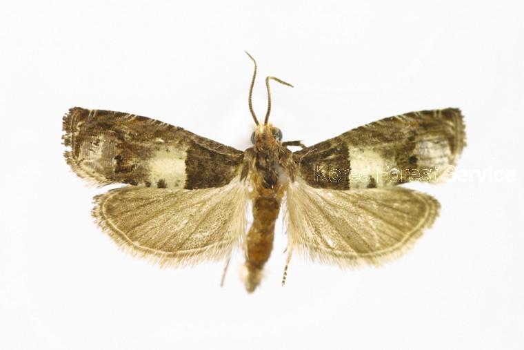 흰무늬애기잎말이나방 이미지