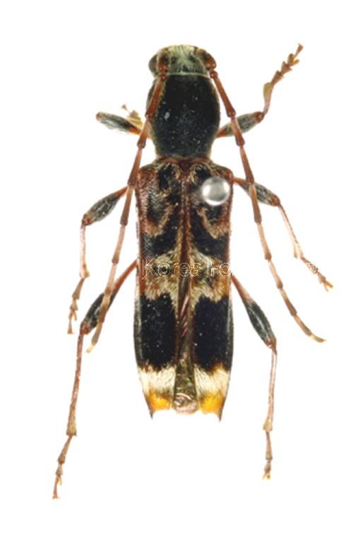 흰테범하늘소 이미지