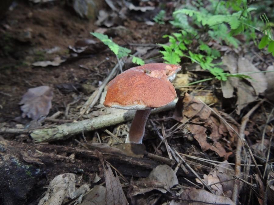 가는대남방그물버섯 이미지