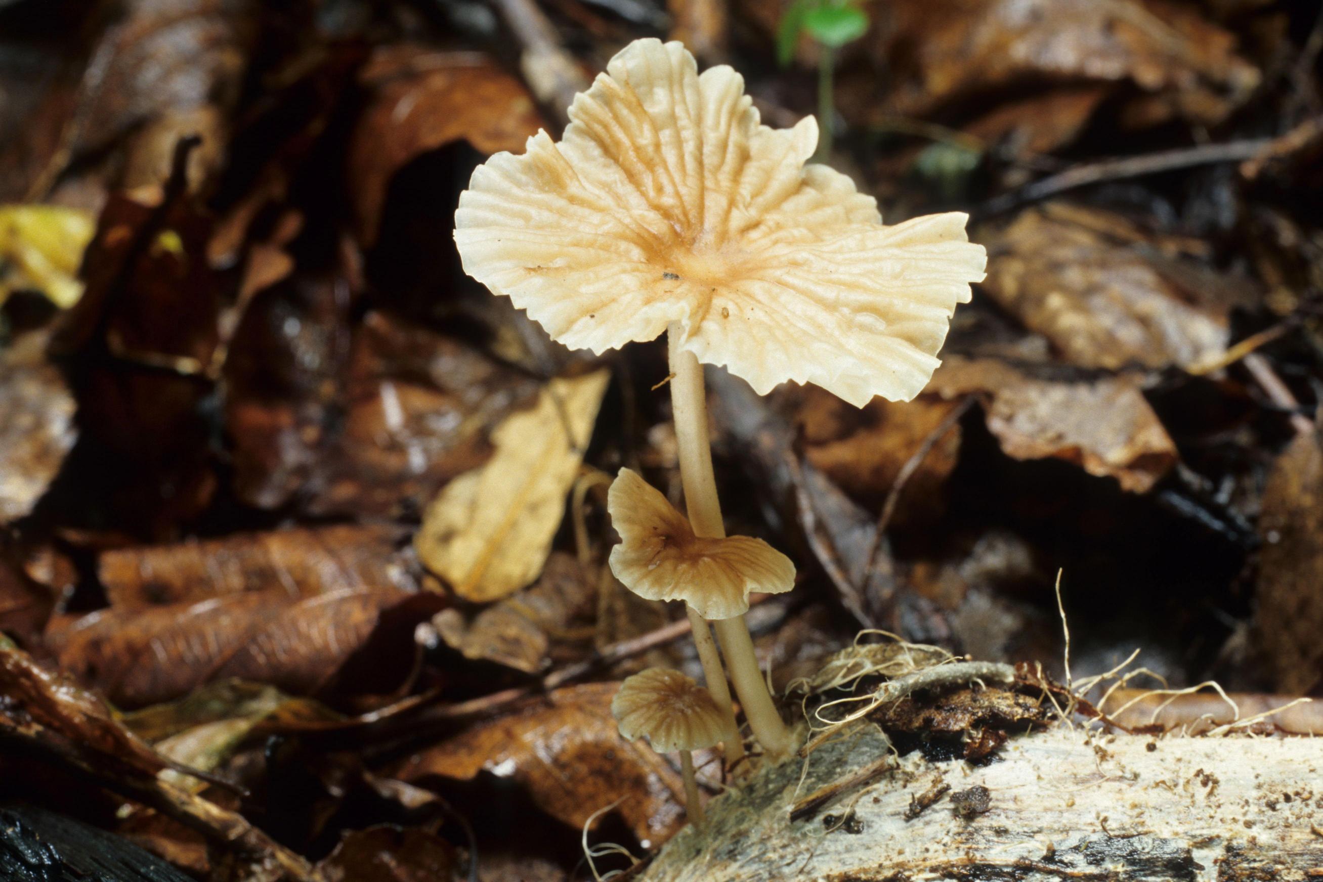 가랑잎꽃애기버섯 이미지