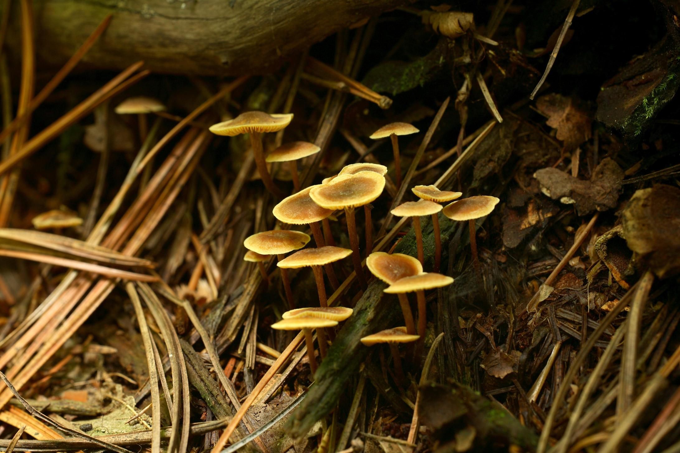가랑잎이끼살이버섯 이미지