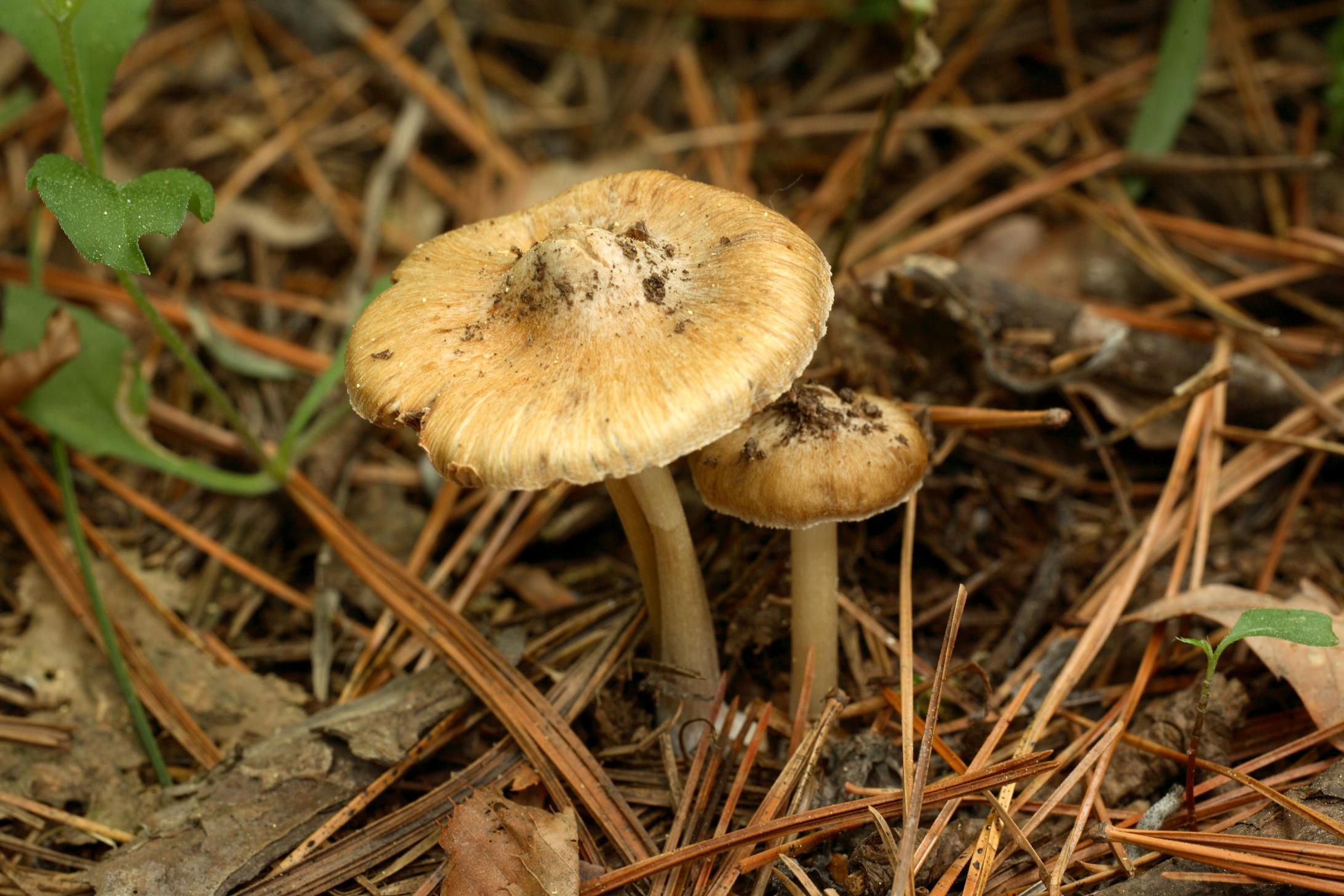 가루볏짚버섯 이미지