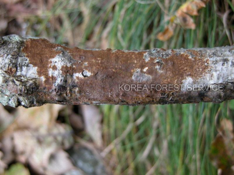 가루소나무비늘버섯 이미지