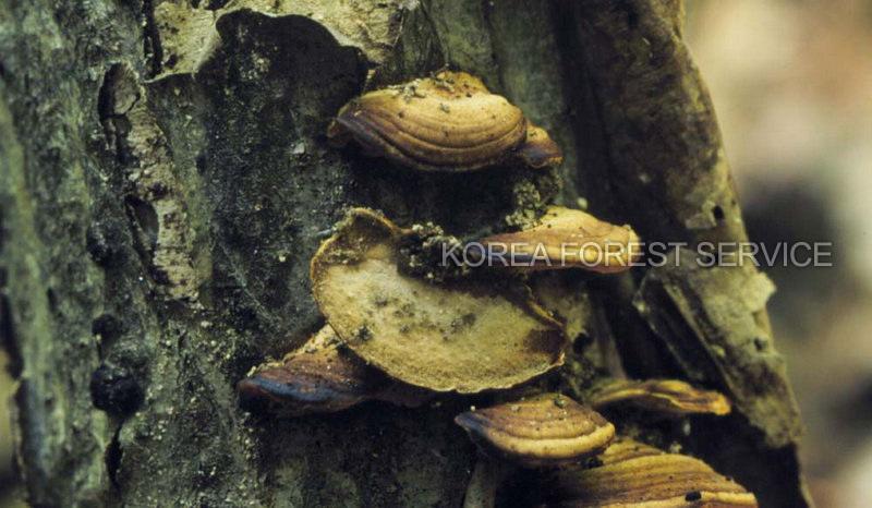 각목버섯 이미지