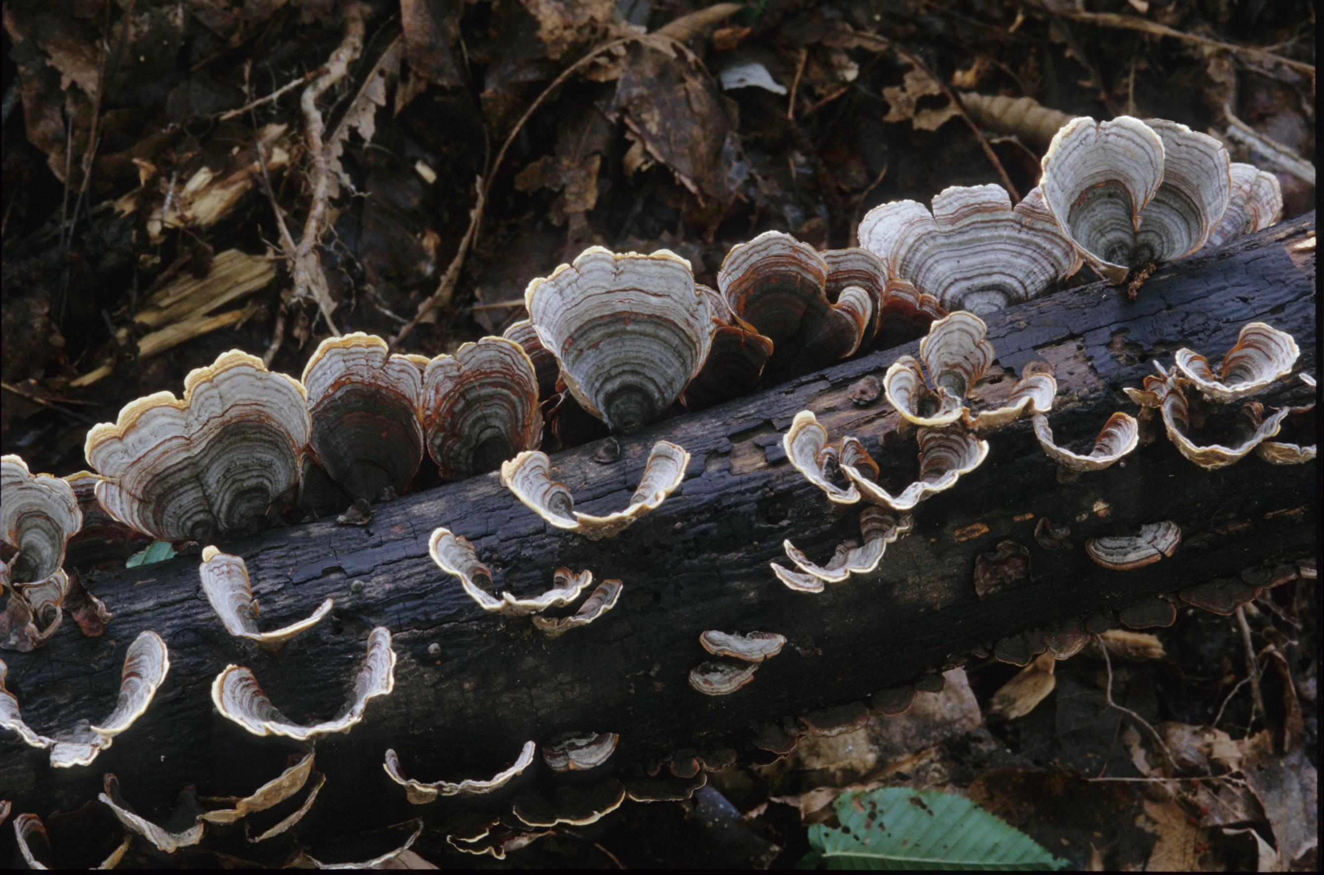 갈색꽃구름버섯 이미지