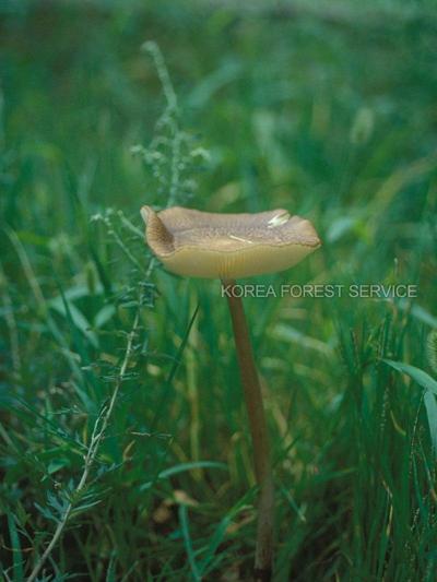 갈색날끈끈이버섯 이미지