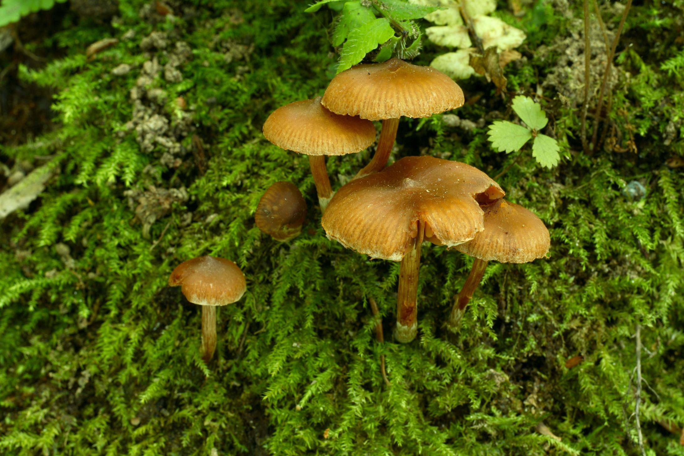 갈잎에밀종버섯 이미지