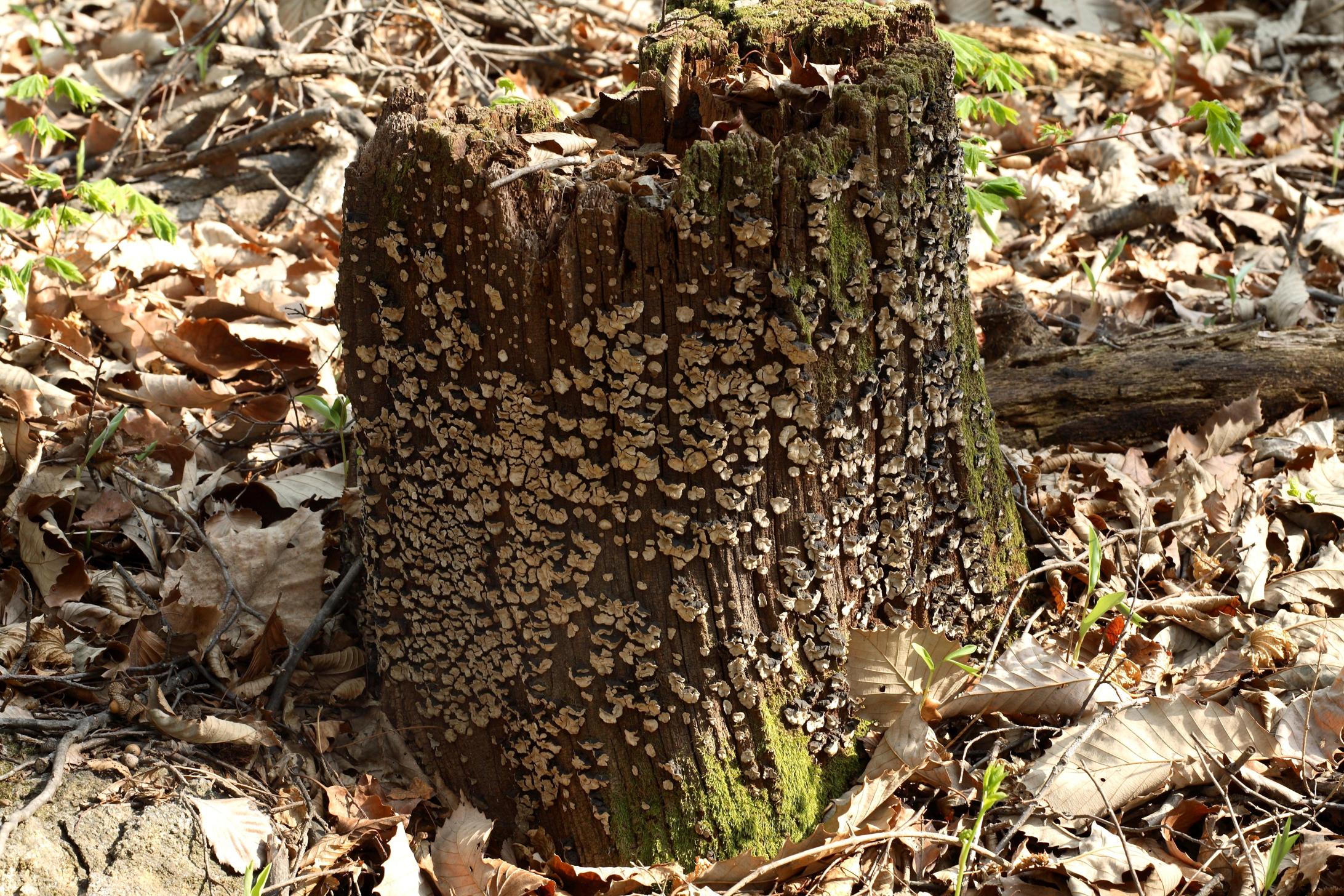 거북꽃구름버섯 이미지