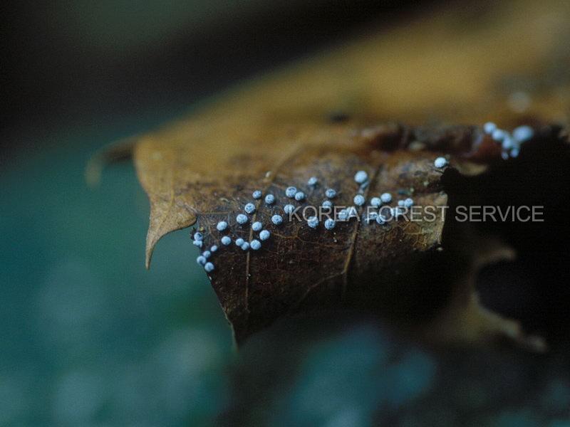 검은방먼지 이미지