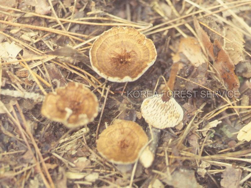 겨우살이버섯 이미지
