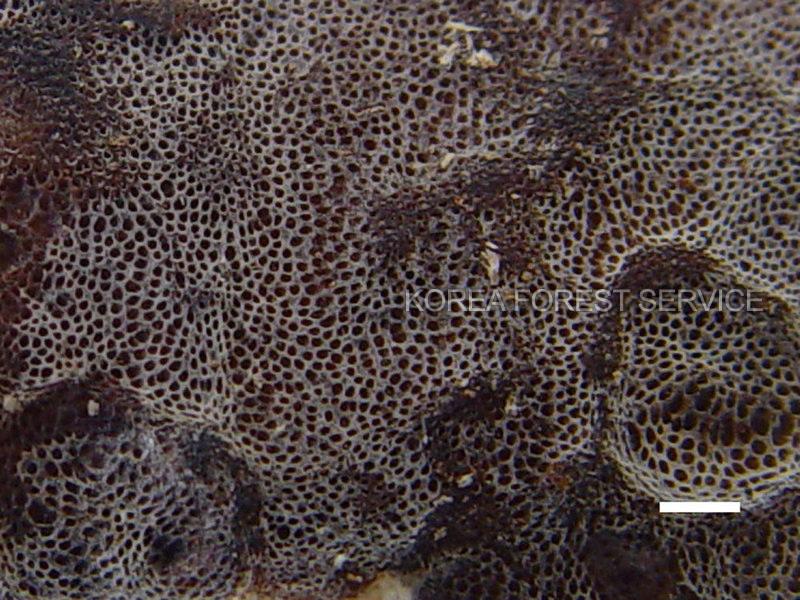 겹무른구멍장이버섯 이미지