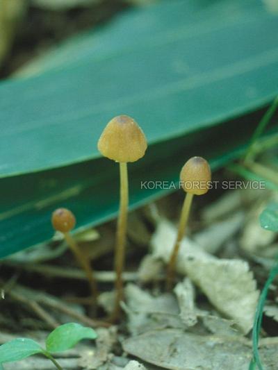 고깔애주름버섯 이미지