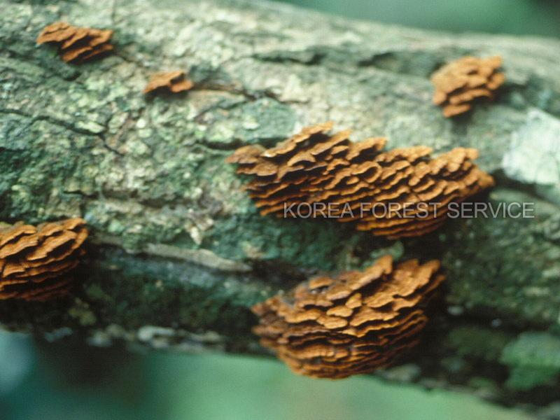 고리버섯 이미지