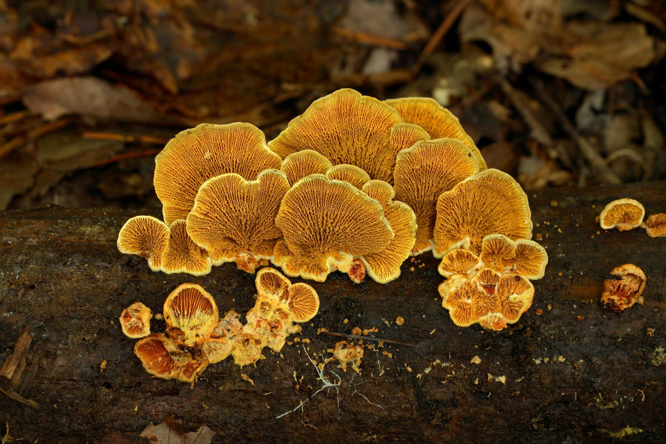 곰우단버섯 이미지