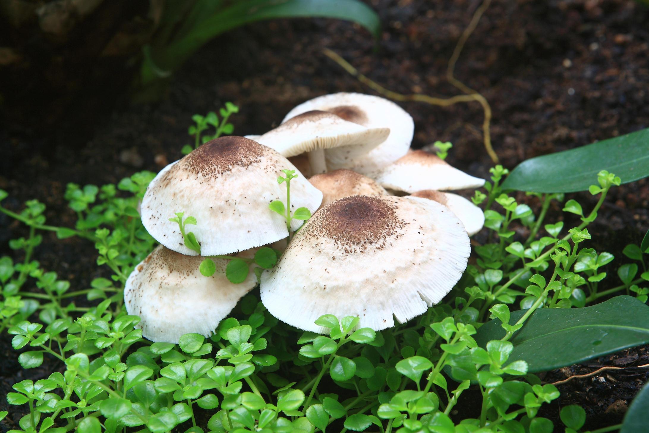 과립각시버섯 이미지