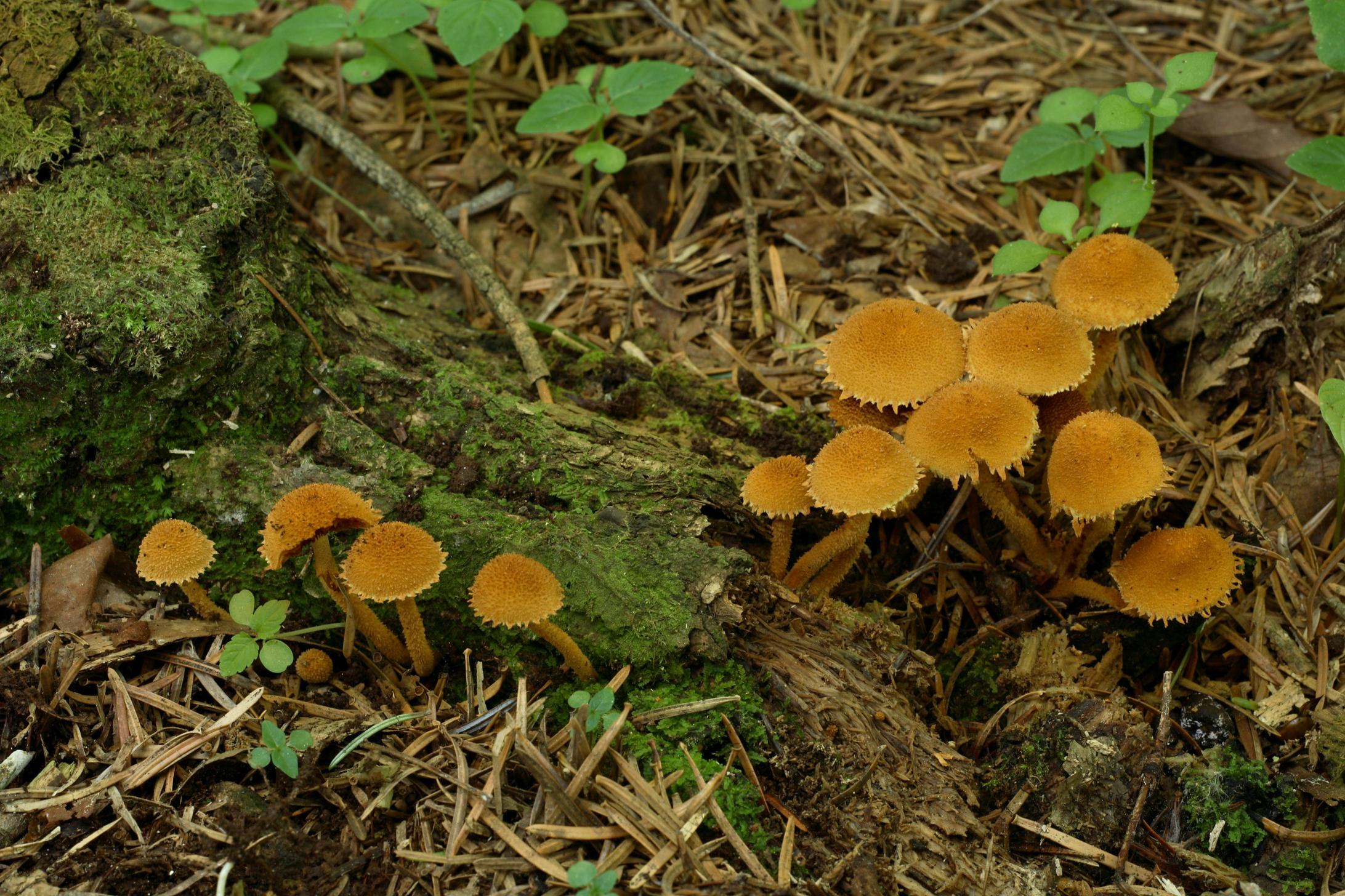 과립갈색낭피버섯 이미지