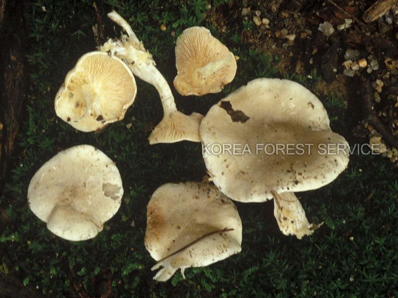 그늘버섯 이미지