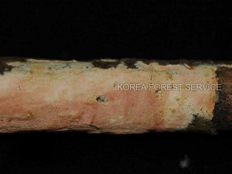 그물구멍버섯 이미지