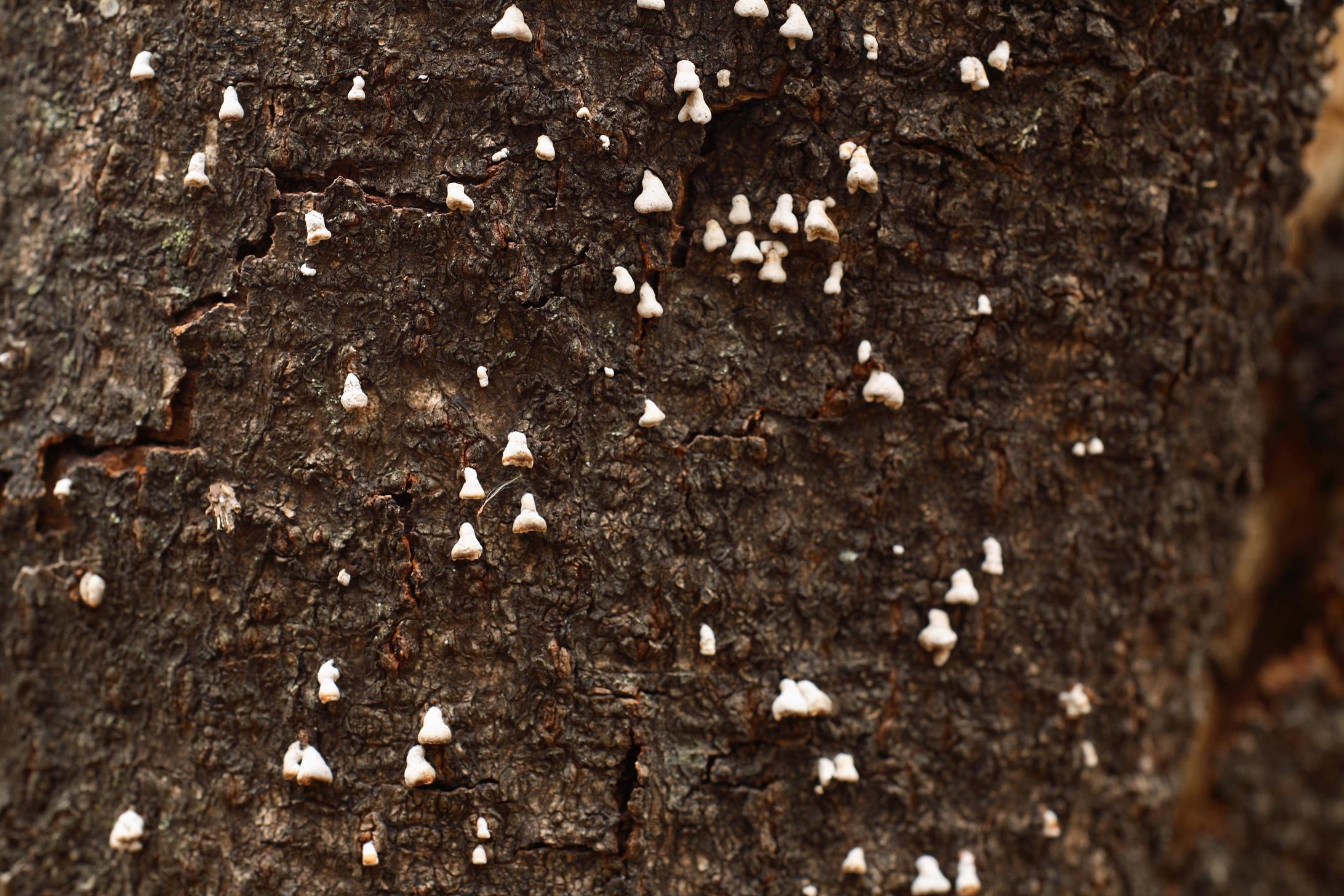 그물코버섯 이미지