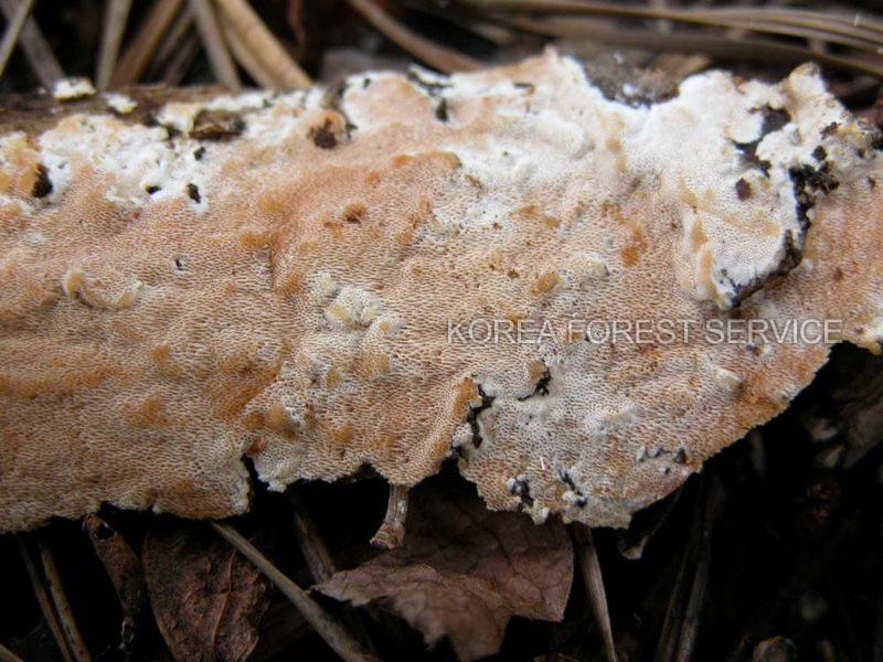 금빛흰구멍버섯 이미지