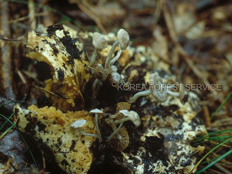 기생덧부치버섯 이미지