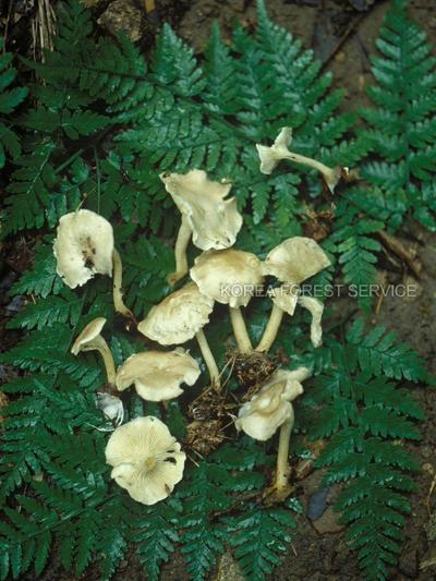 긴자루깔때기버섯 이미지