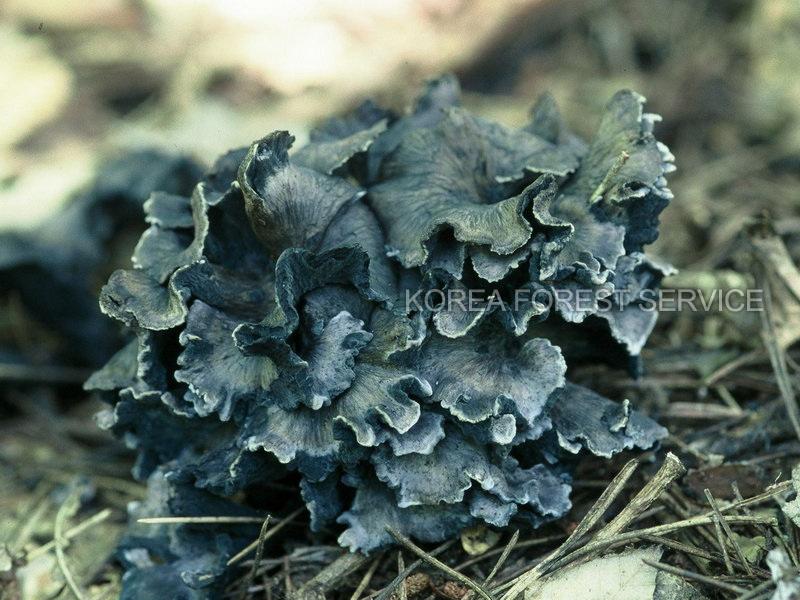 까치버섯 이미지