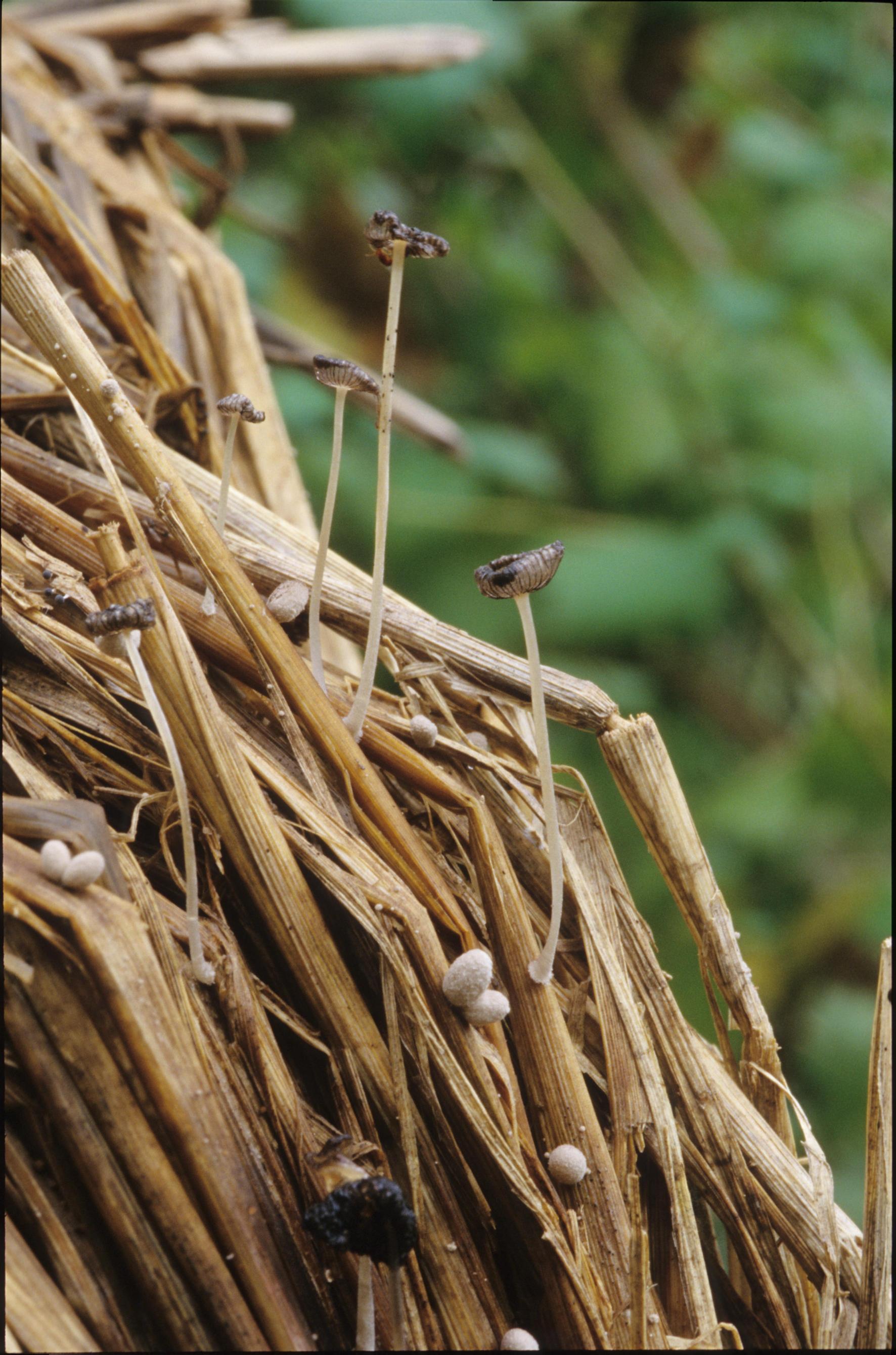 꼬마두엄먹물버섯 이미지