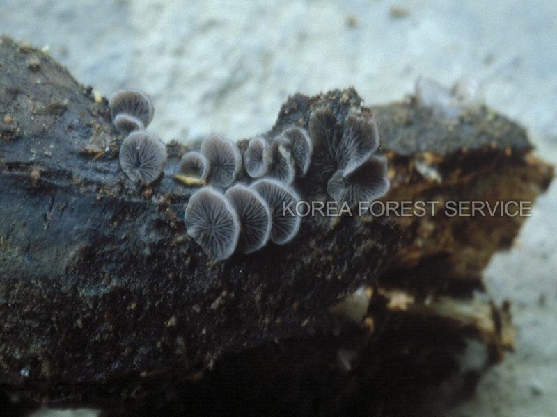 꽃무늬애버섯 이미지