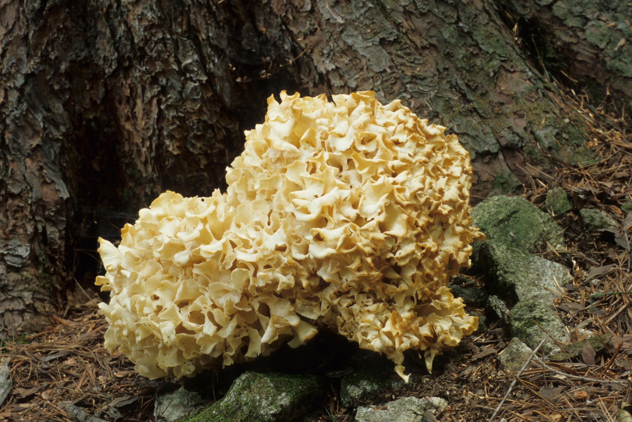 꽃송이버섯 이미지