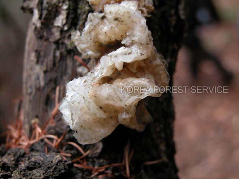 꽃흰목이 이미지