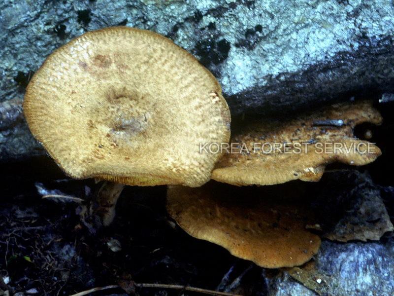 꾀꼬리큰버섯 이미지