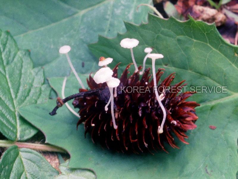 낙엽송진버섯 이미지