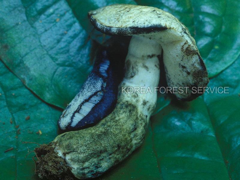 남빛둘레그물버섯 이미지