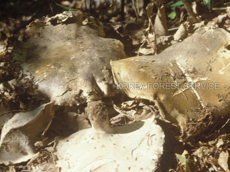 납작굴뚝버섯 이미지