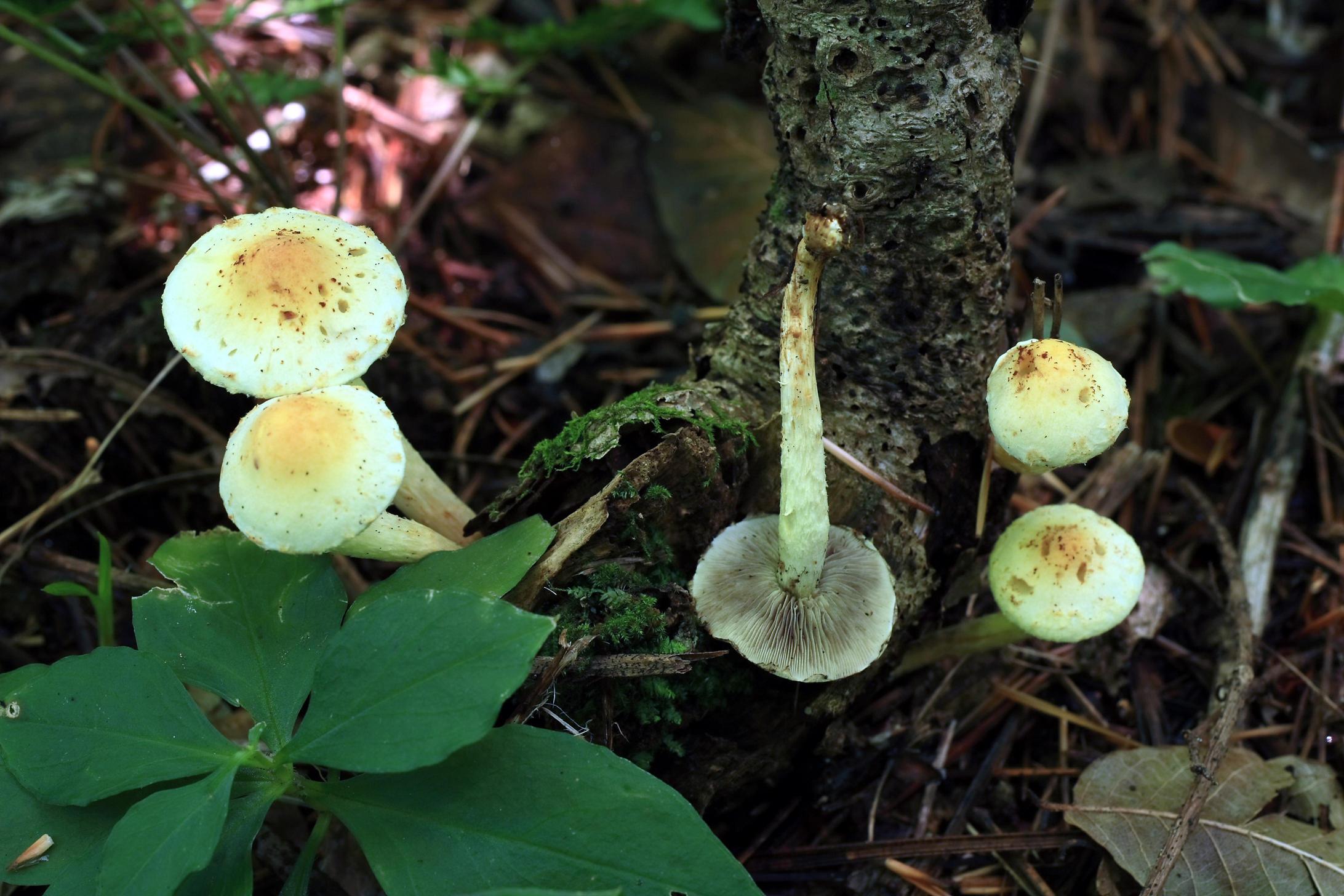 노란개암버섯 이미지