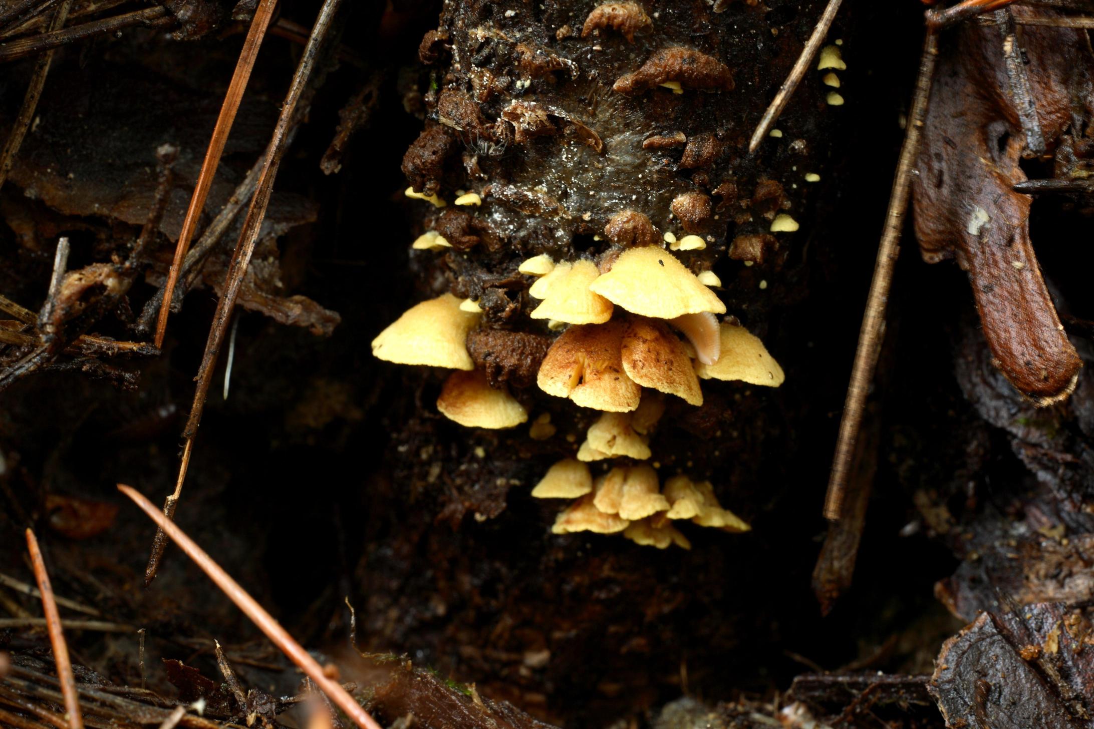 노란귀버섯 이미지