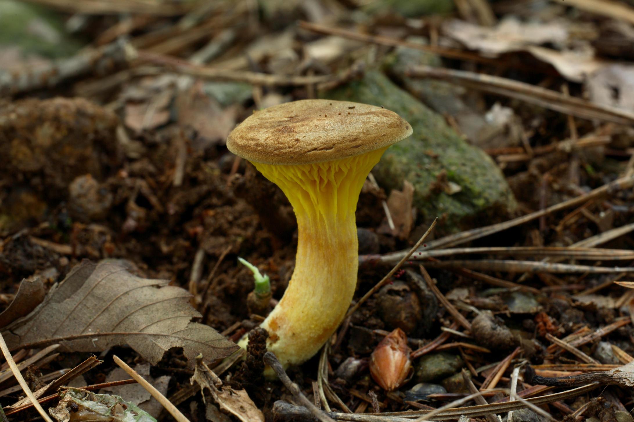 노란길민그물버섯 이미지